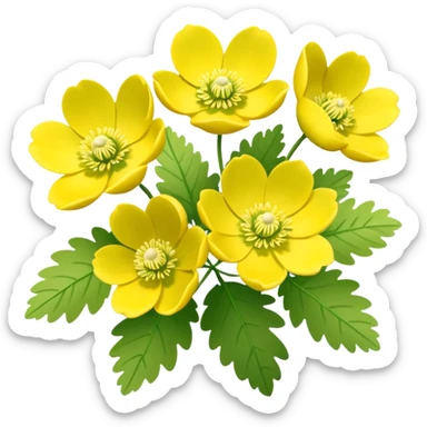 Yellow woodland anemone flowers with leafs sticker