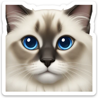 Blue eyes birman cat  sticker