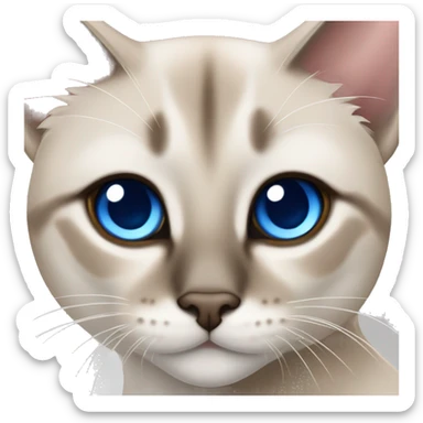 Lynx point Siamese cat with blue eyes  sticker