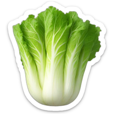 Kimchi napa cabbage sticker