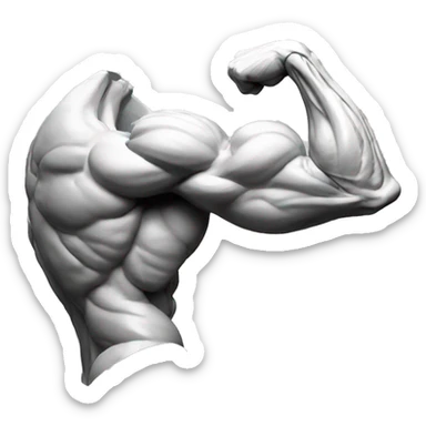 Biceps Anatomy muscle sticker