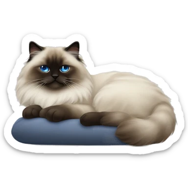 Sleeping himalayan ragdoll cat with full dark face sticker