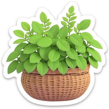 Plectranthus Verticillatus with trailing vines and extremely round circular penny-shaped leaves in a coconut fiber basket sticker