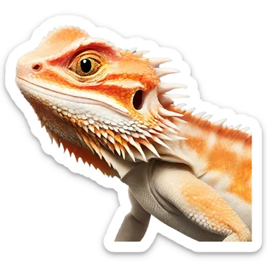 red bearded dragon sticker