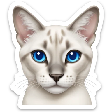 White lynx point Siamese cat with grey ears and blue eyes  sticker