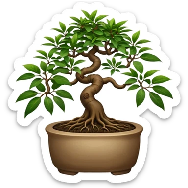 BONSAI DI FICUS GINSENG 
 sticker