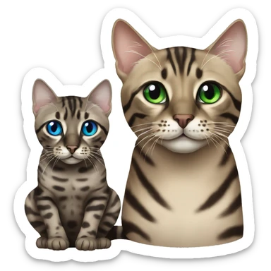 Seal Bengal CAT with Blue eyes with a charcoal Sepia bengal cat with Green eyes sitting  sticker