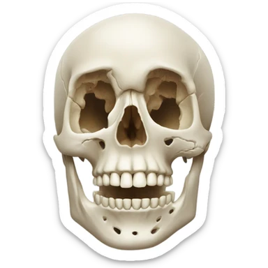 anatomy skull face sticker