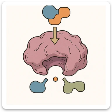 Ultra-detailed scientific illustration  (like in a school book) of enzyme digestion. Macro molecular view, clean white background, no text, no human figures or cartoon characters. Purely biological focus. sticker