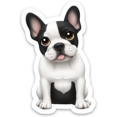 Black french bulldog with white chest sticker