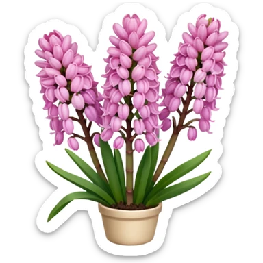 Pink hyacinth sticker