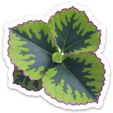 Close-up of Begonia Rex leaf center showing pronounced spiral pattern, dark green leaf with purple edges and white spots sticker