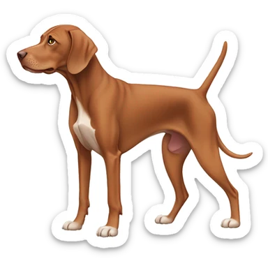 Vizsla dog. Standing. Side view. Looking forward. Older age with white paws and a white face sticker