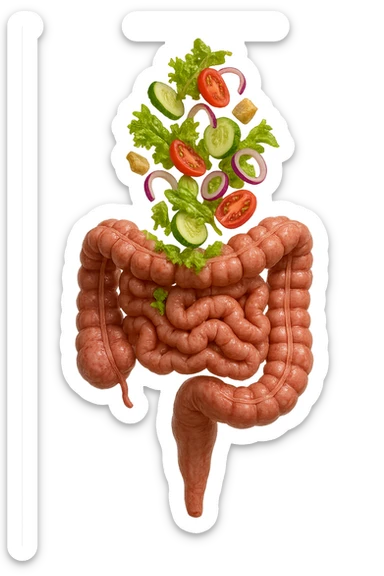 INSALATA CADE VERTICALMENTE SU UN INTESTINO ANATOMICO REALISTICO, iperrealistico 4k, ISOLATA SU SFONDO BIANCO sticker