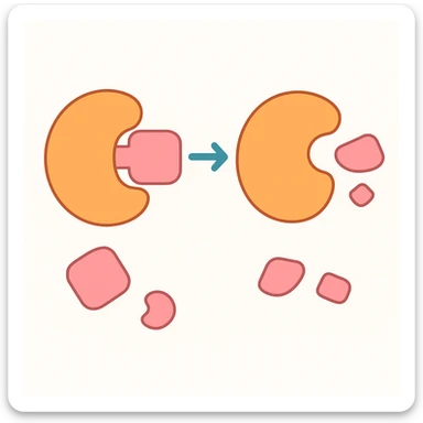 Ultra-detailed scientific illustration  (like in a school book) of enzyme digestion. Macro molecular view, clean white background, no text, no human figures or cartoon characters. Purely biological focus. sticker