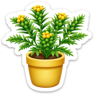 Pineapple Weed herb plant  sticker