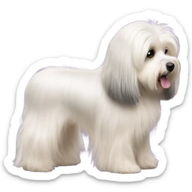 Side view of Havanese long hair all the way down to the dogs feet at a dog show  sticker