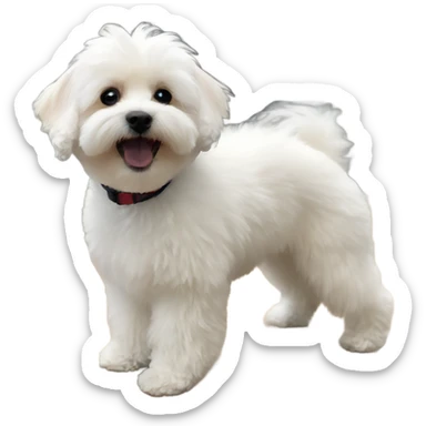 White maltipoo sticker