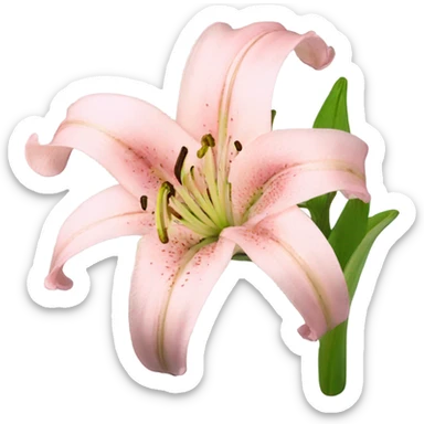 light pink lilium sticker