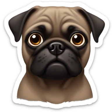 dark brown pug with a little black face sticker