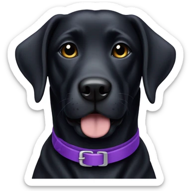 Black lab girl dog with purple collar sticker