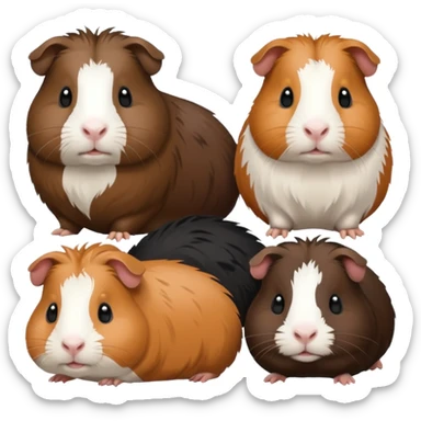 6 guinea pigs 2 black 1 creme 1 black and brown 1 white 1 white back and brown sticker