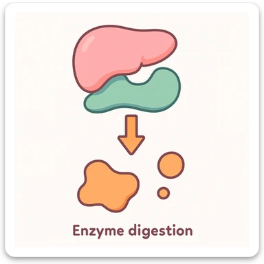 Ultra-detailed scientific illustration  (like in a school book) of enzyme digestion. Macro molecular view, clean white background, no text, no human figures or cartoon characters. Purely biological focus. sticker