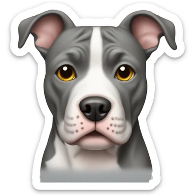 Gray pitbull with a white chest sticker