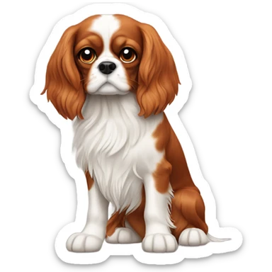 Cavalier King Charles spaniel  sticker
