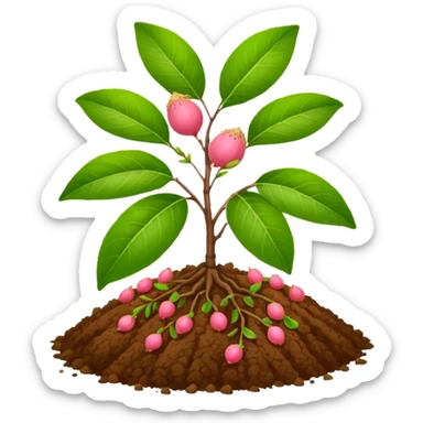 guava plant with ground sticker