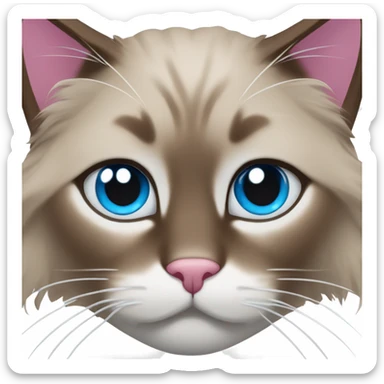 brown ragdoll cat with white in the middle of face that's a bit crooked on the top of the nose, with a  pink and brown nose, and blue eyes sticker