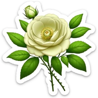 bouquet Cherokee rose, luxuriant, stem, leaf, bud sticker