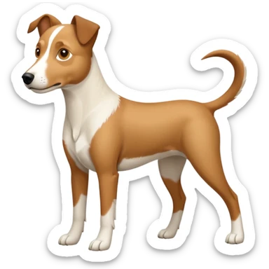 a full body large white parson russell looking dog the size of a kelpie with light brown flapped down ears and a light brown patch on one eye and a large snout sticker