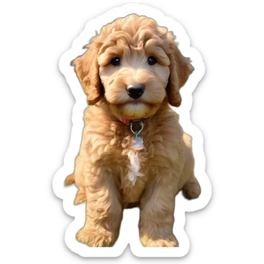 reddish-mini-goldendoodle-puppy sticker
