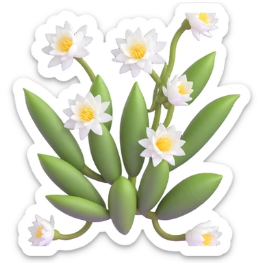 beautiful blooming epiphyllum flower with white petals sticker