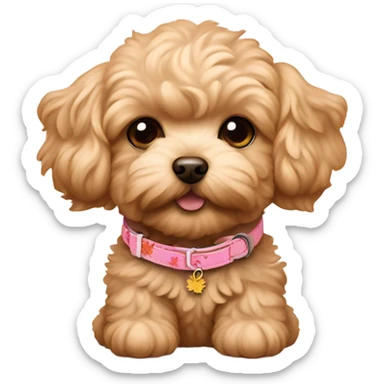 Coffee colored maltipoo puppy with maple on pink dog collar sticker