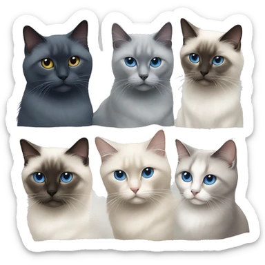 2 sacred Birman and 1 Russian blue in die middle  sticker