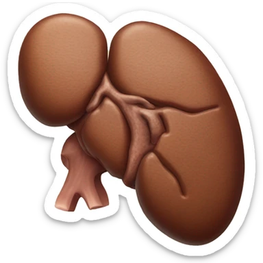 “A detailed illustration of a human liver, showing its shape, texture, and rich brown color, with subtle shading for depth.” sticker