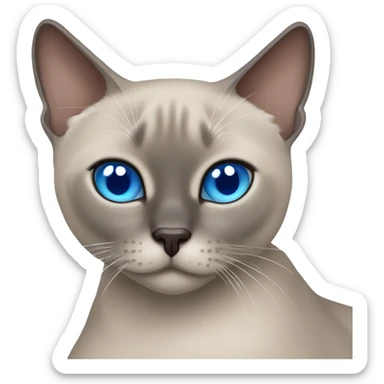 Blue mink tonkinese cat with blue eyes curled up sticker