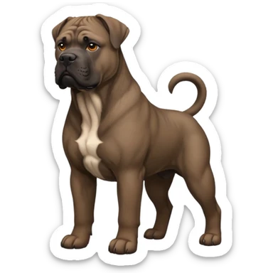 Cane corso marron sticker