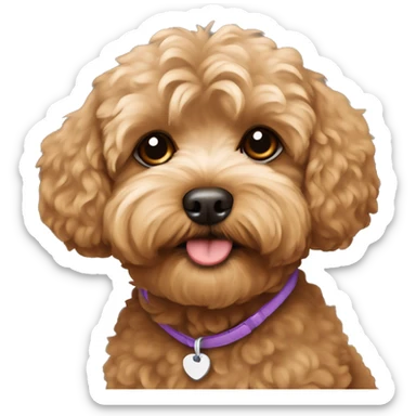 Brown Maltipoo with name “Finik” sticker