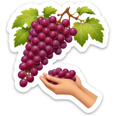 red grapes, harvest with hand sticker