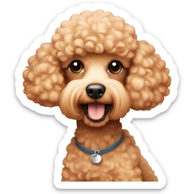 Miniature apricot poodle sticker