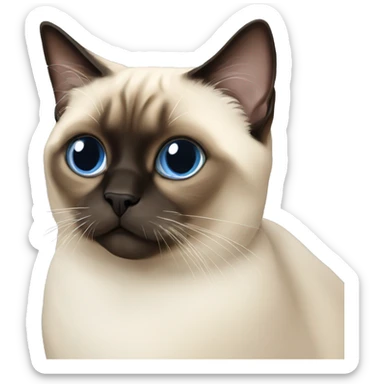 short hair himalayan siamese cat sticker