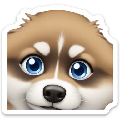 Pomsky with one blue eye and one brown eye sticker