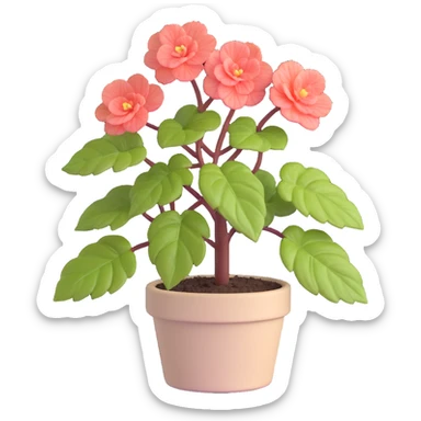 Begonia Rex plant in a beige pot with spiral leaf pattern sticker