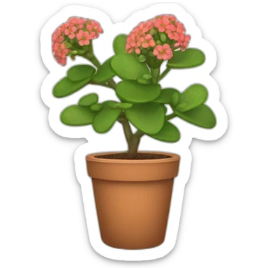 Kalanchoe sticker