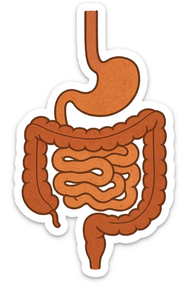 Anatomical illustration of the human digestive system, showing the colon, small intestine, and large intestine. Smooth 3D style, soft shading, clean and simple design.
 sticker