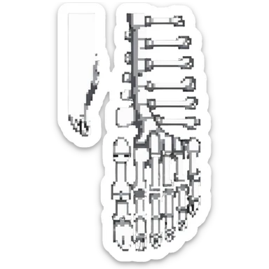 skeleton foot, bones of human foot, anatomical foot bones sticker