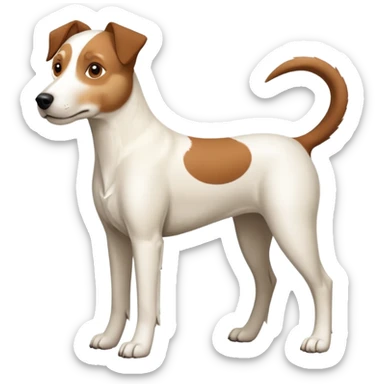 a full body large white parson russell looking dog the size of a kelpie with light brown ears and a light brown patch on one eye and a large snout sticker